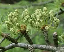 Pollen cones