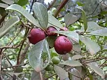 Arazá or Strawberry guava (Psidium cattleianum)