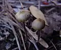 Psilocybe atlantis