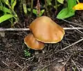 Psilocybe caerulescens