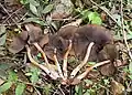 Psilocybe caerulescens