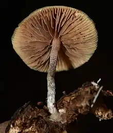 Wild Psilocybe caerulipes in Veracruz, Mexico