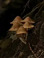 Multiple brown mushrooms growing from soil