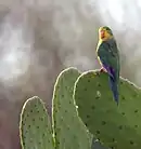 A green parrot with a yellow face and underside, and blue-tipped wings