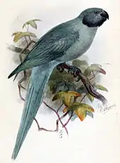 Drawing of blue parrot with darker wings and head