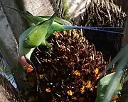 Green parrot with blue tail, red head, and black crown