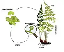 Life cycle of a pteridophyte.