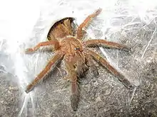 Pterinochilus murinus "OBT" spiderling.