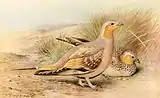 Spotted sandgrouse