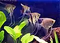 Freshwater angelfish