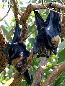 A black bat with a blond neck and eye-spots