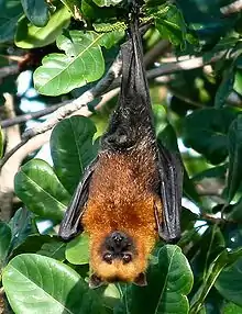 An orange bat with black legs, wings, and snout