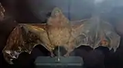 A taxidermy of a light brown bat