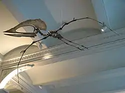 A skeleton with a large skull and a comparatively tiny body posed in flight near the ceiling of a large room