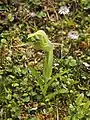 Pterostylis "Bluff" (unnamed species from N.Z.)