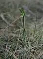 Pterostylis melagramma