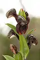 Pterostylis sanguineaDark banded greenhood