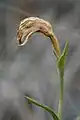 Pterostylis stenochilasetting seeds