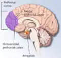 medial view of the right cerebral hemisphere showing the location of the prefrontal cortex at the front of the brain and more specifically the medial prefrontal cortex and ventromedial prefrontal cortex.