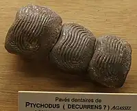 Teeth attributed to Ptychodus decurrens