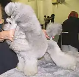 Mature silver Poodle