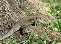 Siguana(Ameiva exsul)