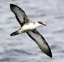 Great shearwater