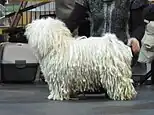 Puli at a dog show