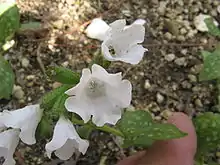 Photograph of a small plant with tubular white flowers and green leaves spotted with white.