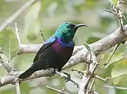 sunbird with blackish body, green head and mantle, and red and purple bands on breast