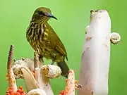 greenish-brown sunbird with yellow streaks on underside