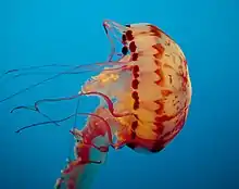 A pink-colored jellyfish with purple accents floats sideways in front of a blue background