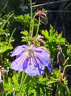 Purple geranium