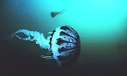 A purple striped jellyfish in the sanctuary