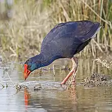 Photo of a slender blue bird by a swamp