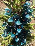 Zoom of sapphire tower blooming at San Diego Botanic Garden (Encinitas, CA), May 2019