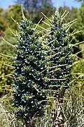 Puya alpestris