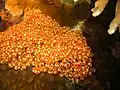 A colony of orange tunicates (Clavelina dimunata) in Pandan Islands