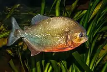 A red-bellied piranha at the Karlsruhe Zoo