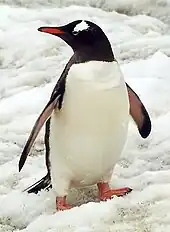 Antarctic penguin (Pygoscelis papua ellsworthi) also known as red peak penguin