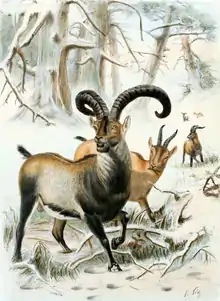 An artist's color drawing of the Pyrenean ibex