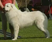 White Pyrenean Mountain Dog