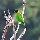 A green parrot with a yellow neck, a black head, and red irises