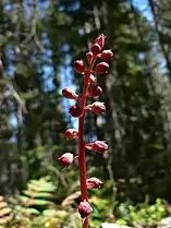 Pink wintergreen in the William O. Douglas Wilderness