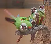 A green parrot with a maroon face and underside, a white cheek, and a taupe forehead