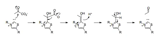 Mechanism of pyruvate decarboxylation