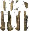 Pubic bones of CMN 8902 from multiple views