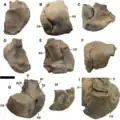 UALVP 53595 (A-F) compared to Ornithomimus (G-H) and Struthiomimus (I)