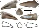 UALVP 52861 compared to outlines of the holotype of Qiupalong henanensis