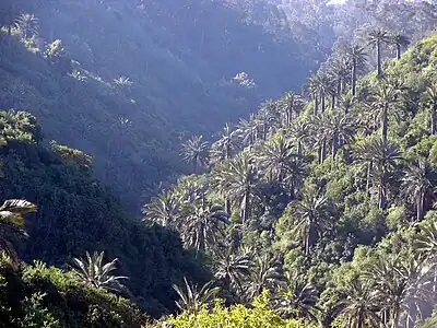 J. chilensis growing in habitat in Quebrada Rodelillo, Chile